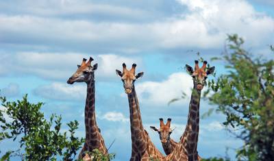 Mar, Safári, África do Sul (Sem Joanesburgo (a partir de 22 de dezembro de 2025), Taxa Aérea Cidade do Cabo para Durban) — 4