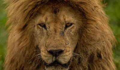 7 Dias de Safari na Tanzânia * Manyara, Serengeti, Garganta de Olduvai e Cratera de Ngorongoro* — 2
