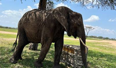 7 Dias de Safari na Tanzânia * Manyara, Serengeti, Garganta de Olduvai e Cratera de Ngorongoro* — 3