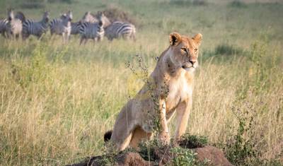 7 Dias de Safari na Tanzânia * Manyara, Serengeti, Garganta de Olduvai e Cratera de Ngorongoro* — 4