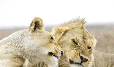 Lion Adventure Safari. (Accomodation and Transport are Included.) — 2