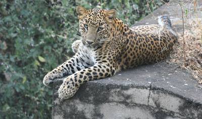 Triângulo Dourado de Luxo com Safari de Leopardo e Tour ao Nascer do Sol no Taj Mahal — 2