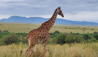 Take Me Around East Africa — 4