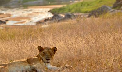 Grande Big Five e Além: Safari de 4 Dias em Lodge — 2