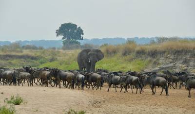 Grande Big Five e Além: Safari de 4 Dias em Lodge — 4