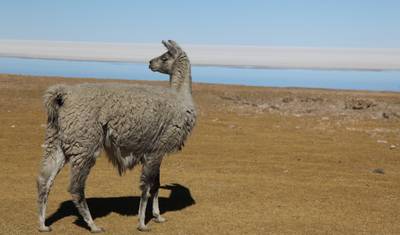 Excursão em Grupo de Dia Inteiro ao Salar de Uyuni — 4