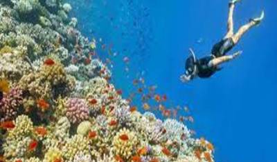 Snorkeling de Dia Inteiro na Ilha Paraíso Saindo de Hurghada — 5