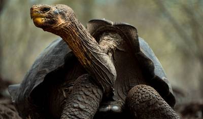 5 Dias de Descoberta da Vida Selvagem em Galápagos: 2 Ilhas Desabitadas — 5
