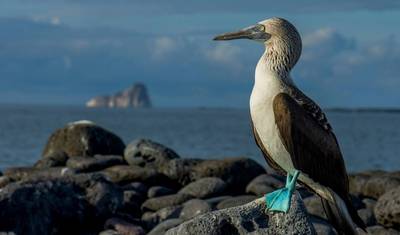 5 Dias de Descoberta da Vida Selvagem em Galápagos: 2 Ilhas Desabitadas — 2