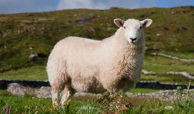 Irlandia od wybrzeża do wybrzeża - 9 dni — 5
