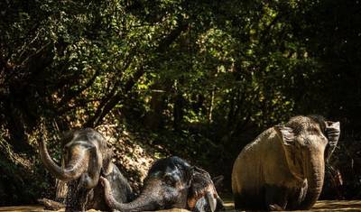 Onde a Vida Selvagem Prospera - Um Tour Ético de Animais no Camboja — 5