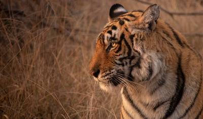 Golden Triangle Tour with Ranthambore — 2
