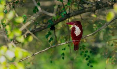 Fotograficzna wycieczka z tygrysami w Ranthambore — 4
