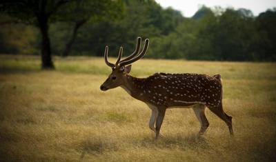 Fotograficzna wycieczka z tygrysami w Ranthambore — 5
