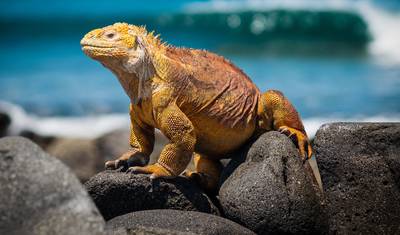 Maravilhas de Machu Picchu e Galápagos com um Cruzeiro de 4 Noites pelas Ilhas Ocidentais (Lima a Santa Cruz, Galápagos) (2026) — 4