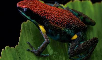 4 Day Amazon Safari Experience — 3