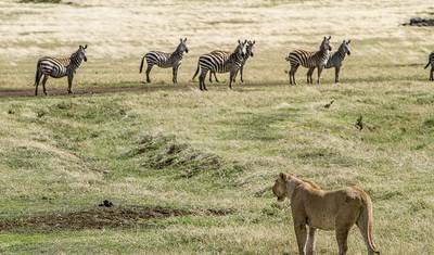 5-Day Kenya-Tanzania Combined Safari — 2