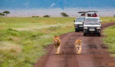 5-Day Kenya-Tanzania Combined Safari — 3
