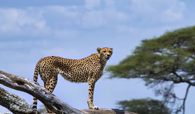 5-Day Kenya-Tanzania Combined Safari — 4