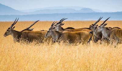 5-Day Kenya-Tanzania Combined Safari — 5