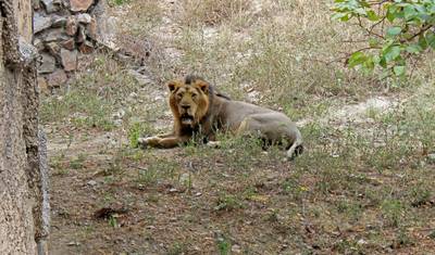 Gir National Park Tour with Mumbai — 3