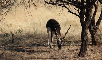 Gir National Park Tour with Mumbai — 4