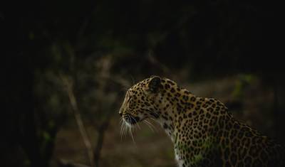 Gir National Park Tour with Mumbai — 5