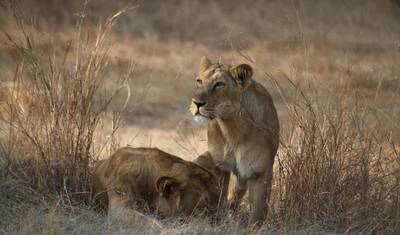 Gir National Park Tour with Mumbai — 2