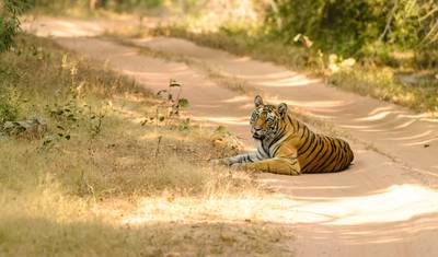 Ultimate Tiger Safari Tour in India with Mumbai — 2