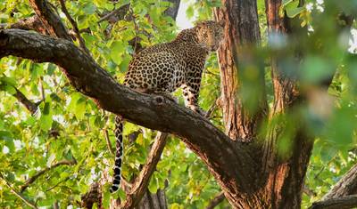 Ultimate Tiger Safari Tour in India with Mumbai — 5