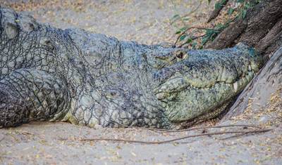 Golden Triangle with Ranthambore and Jim Corbett National Park — 3