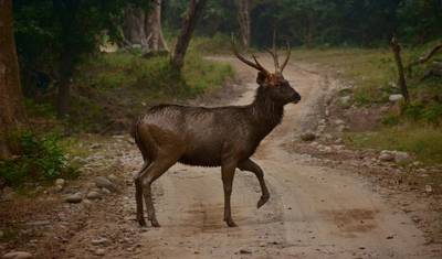 Golden Triangle with Ranthambore and Jim Corbett National Park — 4