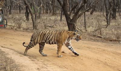 Golden Triangle with Ranthambore and Jim Corbett National Park — 5