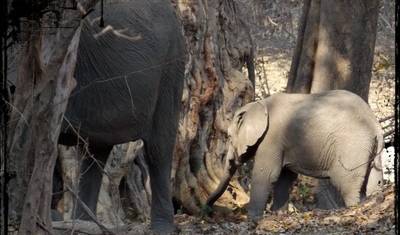 استكشف Mana Pools ومنتزه Hwange الوطني بالطائرة (7 أيام) — 4
