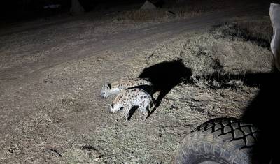 استكشف Mana Pools ومنتزه Hwange الوطني بالطائرة (7 أيام) — 5