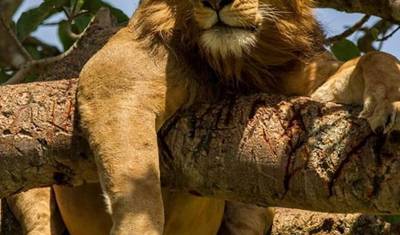 7 Days Amazing Big Five, Chimp & Gorilla Trekking Safari — 2