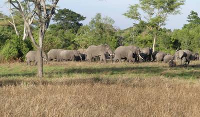 7 Days Amazing Big Five, Chimp & Gorilla Trekking Safari — 3