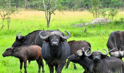 7 Days Amazing Big Five, Chimp & Gorilla Trekking Safari — 4