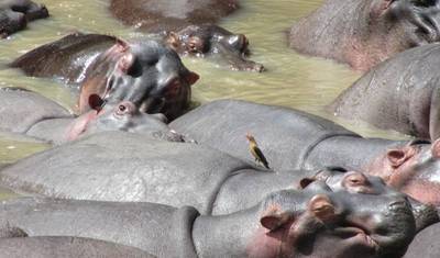 7 Days Amazing Big Five, Chimp & Gorilla Trekking Safari — 5