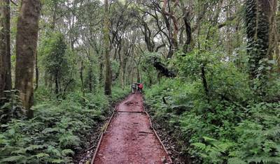 Mount Kilimanjaro Day Trip Marangu Route — 4