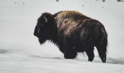 6 day Yellowstone Winter Wonderland Tour — 5