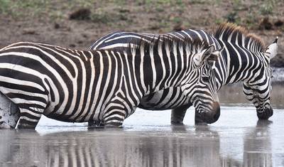 Safari de 10 Dias da Grande Migração dos Gnus no Serengeti. — 2