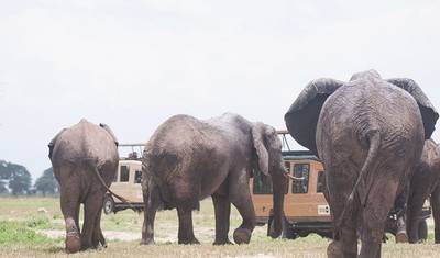 Safari de 10 Dias da Grande Migração dos Gnus no Serengeti. — 3
