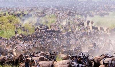 Safari de 10 Dias da Grande Migração dos Gnus no Serengeti. — 4