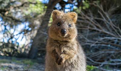 أفضل ما في Perth وMargaret River وRottnest Island — 4