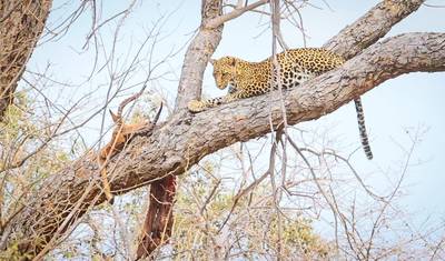 7 Days Breakaway  Zimbabwe — 3