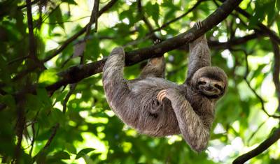 Costa Rica: Conservação da Vida Selvagem, Permacultura e Turismo Responsável — 2