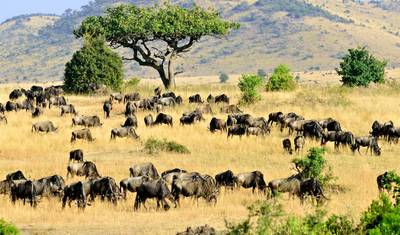 Gorilla Trek, Kenya & Tanzania - 28 days — 5