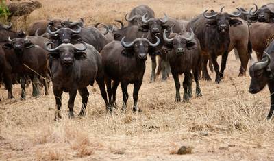 Great African Expedition (Accommodated) - 58 days — 4