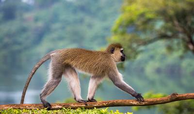 Gorillas, Chimps & Nile River (Accommodated) - 9 days — 5
